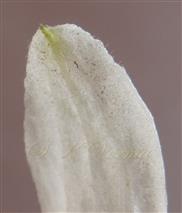 Apex of Sepal